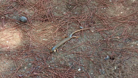 closeup shot of zootoca vivipara lizard or lacerta agilis in forest