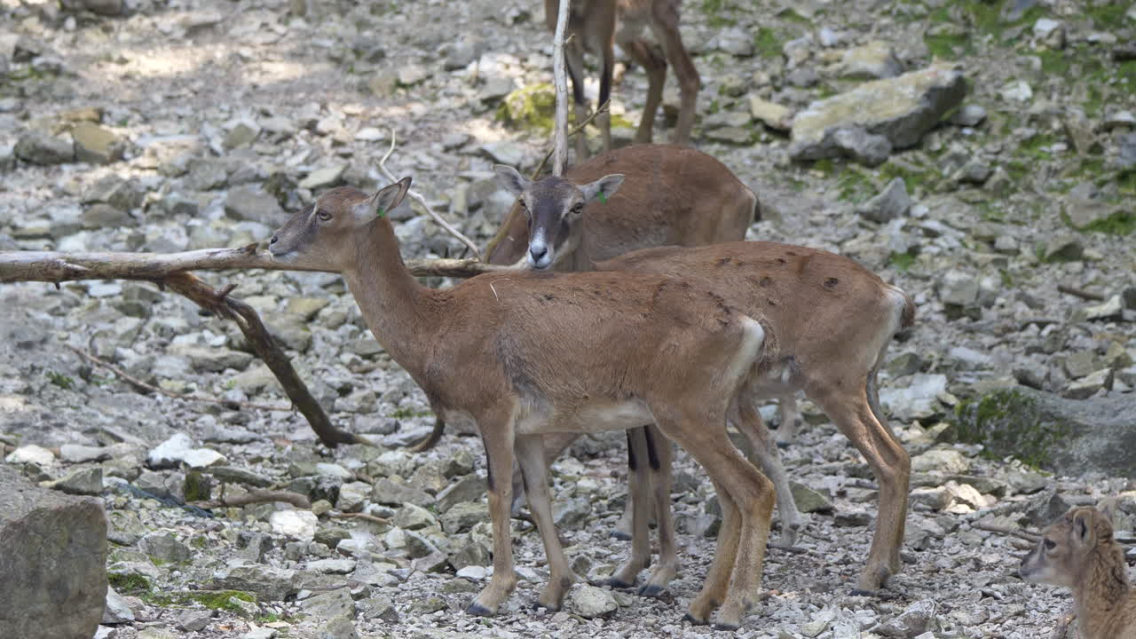 Famiglia di giovani mufloni al pascolo in montagna.