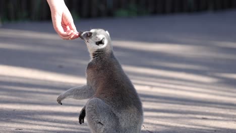 lemur being hand-fed by a person