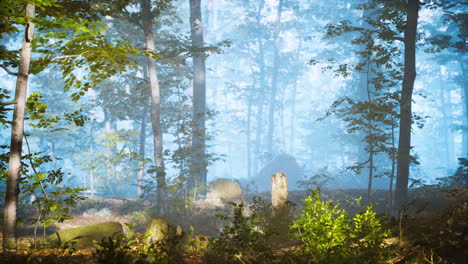 Panorama-Des-Grünen-Waldes-Am-Kalten,-Nebligen-Morgen