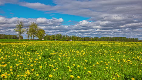 static shot of yellow dandelions field in evening timelapse with dark clouds passing by over the evening sky