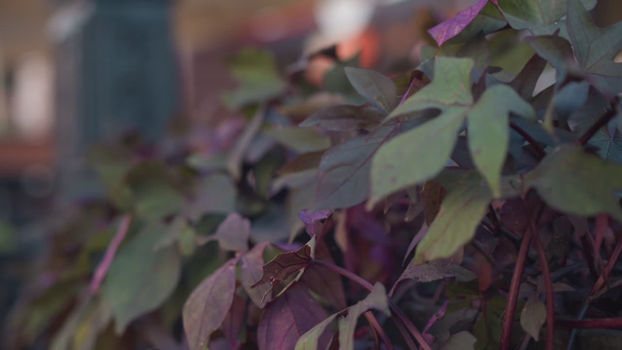 primer plano de flores balanceándose suavemente en la brisa con un fondo borroso, capturando un momento de paz en la naturaleza. movimiento suave de pétalos