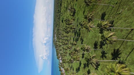 palm grove around arroyo salado river. maria trinidad sanchez in dominican republic. aerial fpv and vertical format, sky for copy space