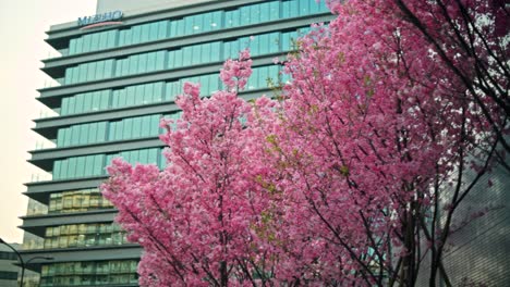 pink cherry blossoms in a city