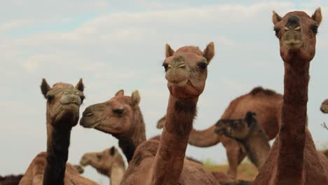 Camels-at-the-Pushkar-Fair,-also-called-the-Pushkar-Camel-Fair-or-locally-as-Kartik-Mela-is-an-annual-multi-day-livestock-fair-and-cultural-held-in-the-town-of-Pushkar-Rajasthan,-India.