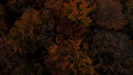 Aerial-footage-over-autumn-trees,-forest-when-leaves-change-color,-top-view-of-the-autumn-forest