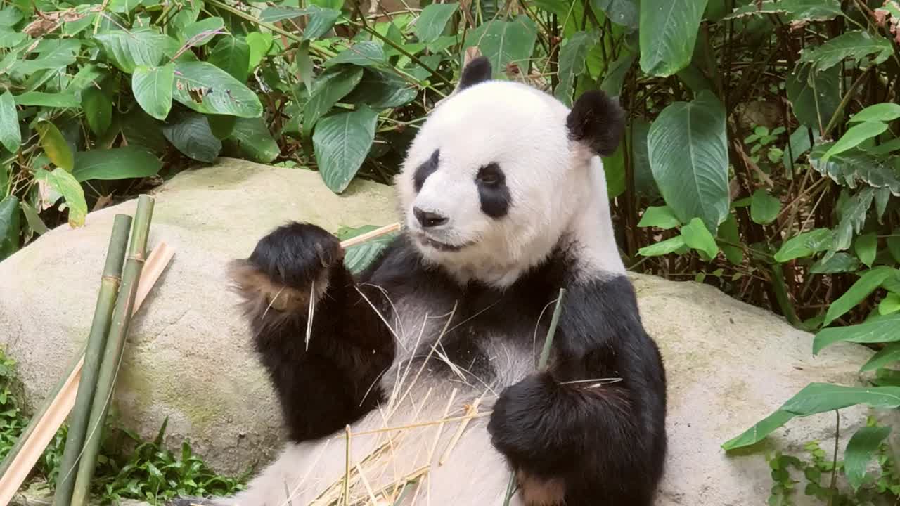 panda comiendo bambú