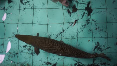 alligator gar (atractosteus spatula) rests on the pebble bed.