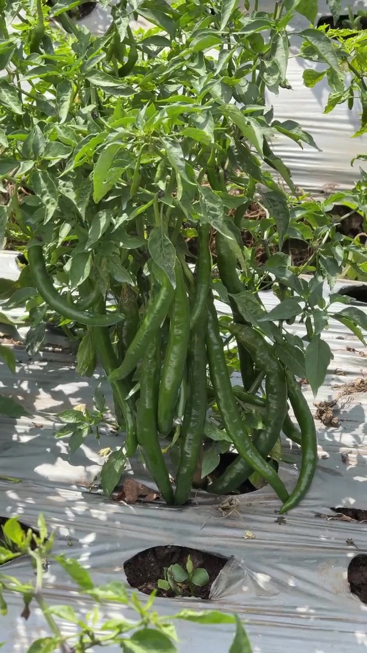 Green Chili Peppers Growing on Plant in Agricultural Field