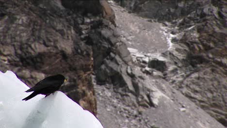 Bird-sitting-on-ice-ruffling-feather