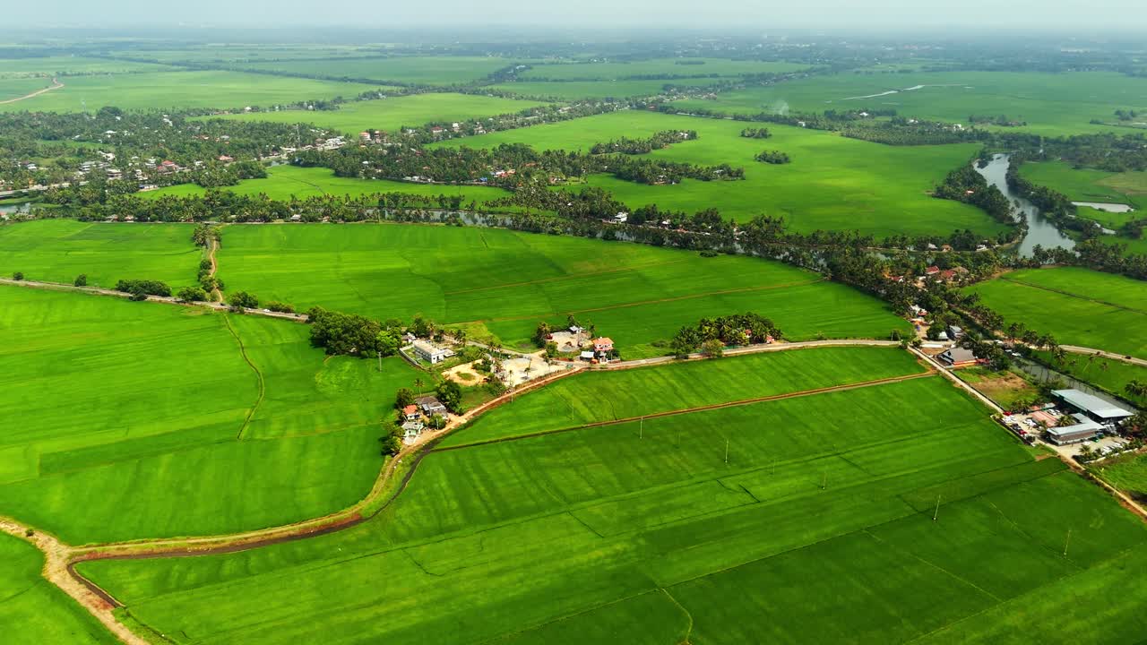 Areal short of Paddy Field Kuttanad Taluk, Alappuzha, Kerala Rice ...