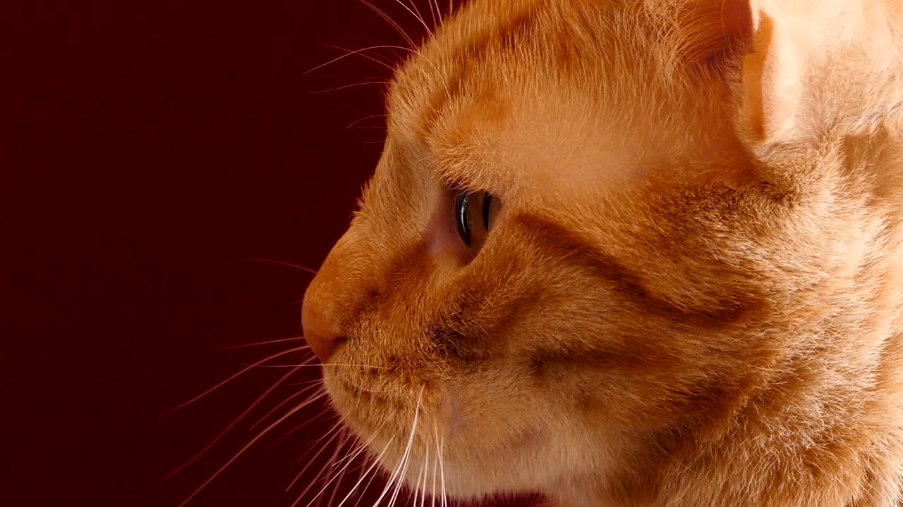 fondo rojo de gato