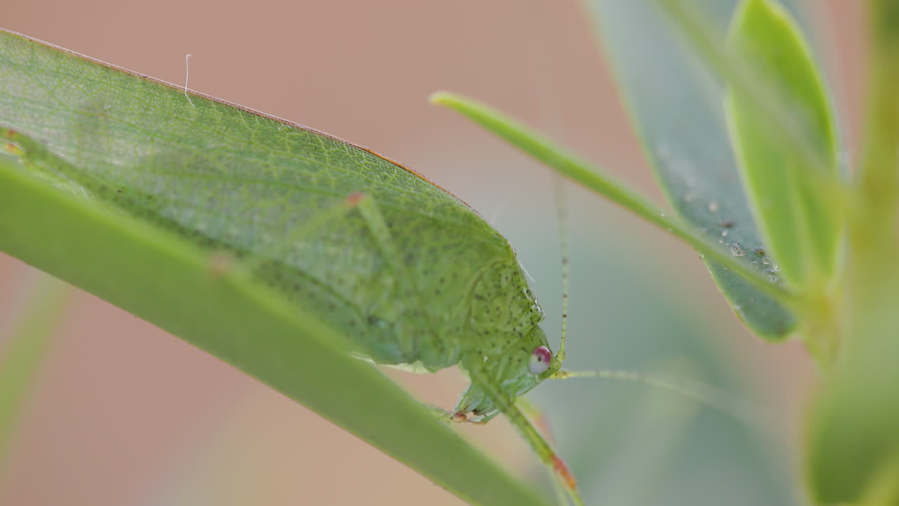Green Bush cricket resting on lush winter leaves; Closeup macro of Tettigoniidae camouflage