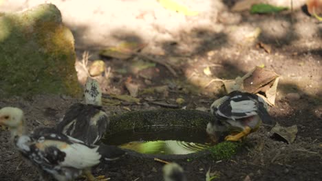three cute chicks drinking water