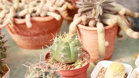 various cacti and succulents in pots on display