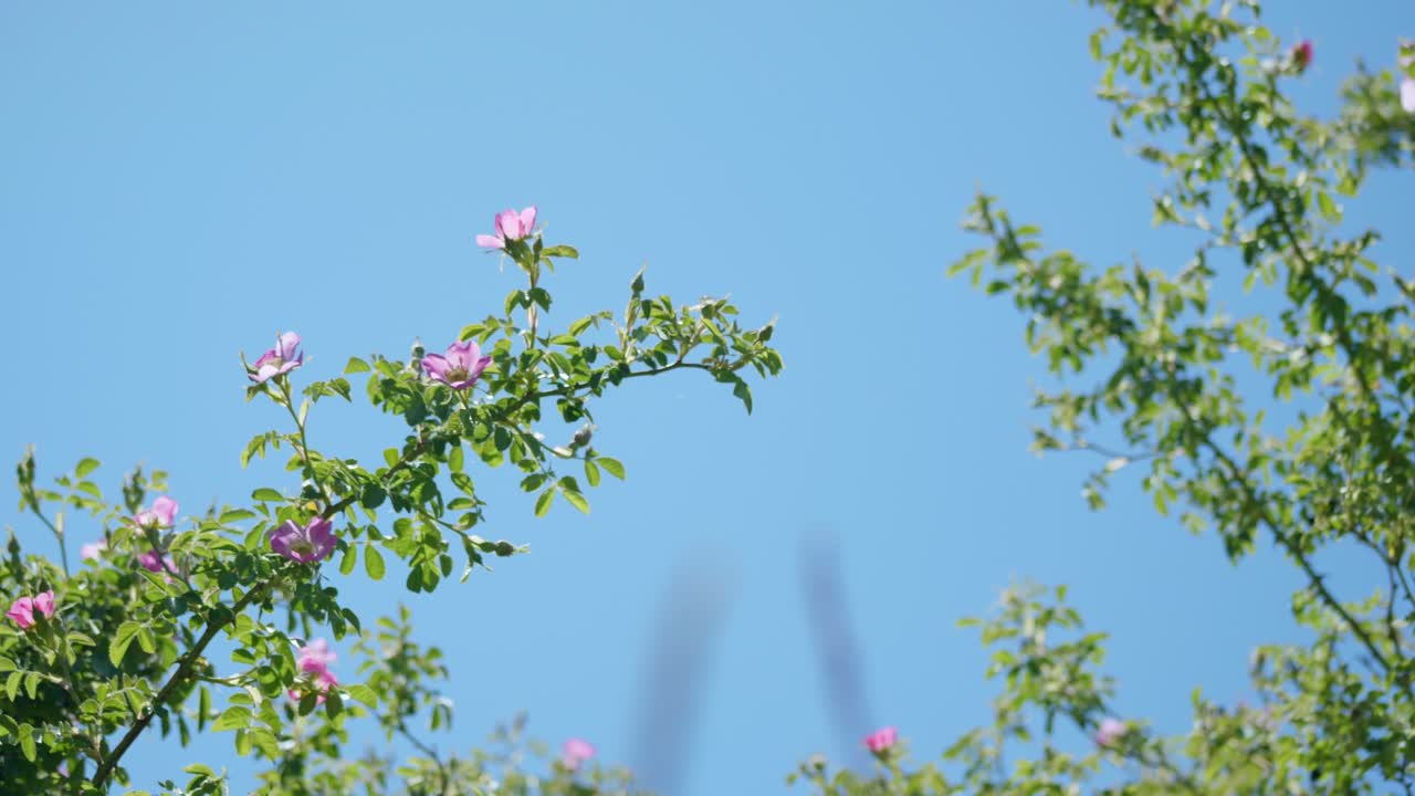 꽃이 피는 색: 핑크색 꽃 나무와 파란 하늘 위에 매혹적인 스 영상