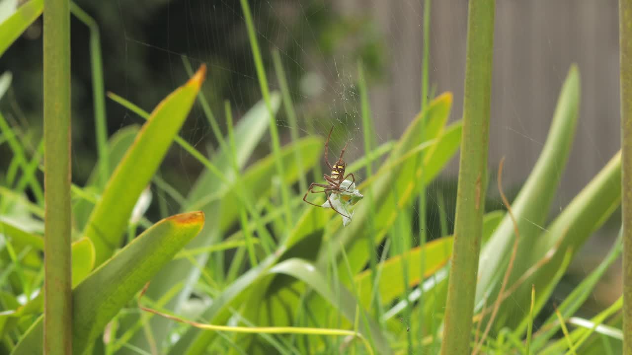 A spider in its web among green plants