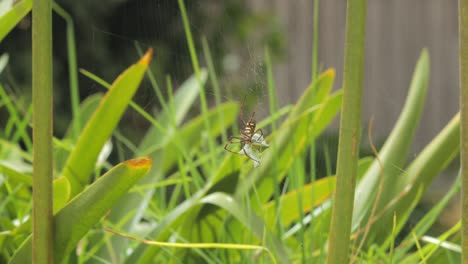a spider in its web among green plants