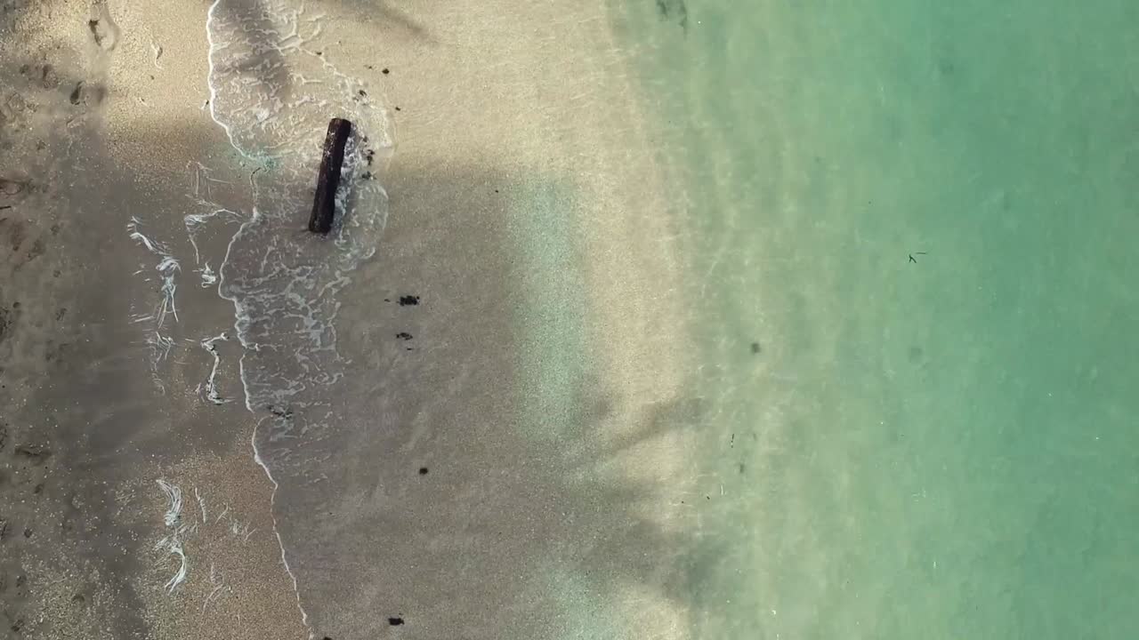 Detriti marini di legno lungo il Golfo di Morrosquillo, nei Caraibi colombiani