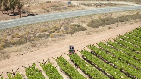 A-vineyard-in-Worcester,-South-Africa