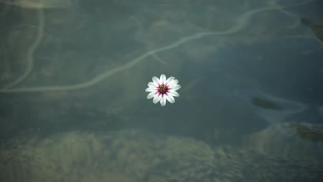 Flor-De-Dardo-De-Cupido-Blanco-Flotando-En-El-Agua-Del-Estanque-En-Cámara-Lenta