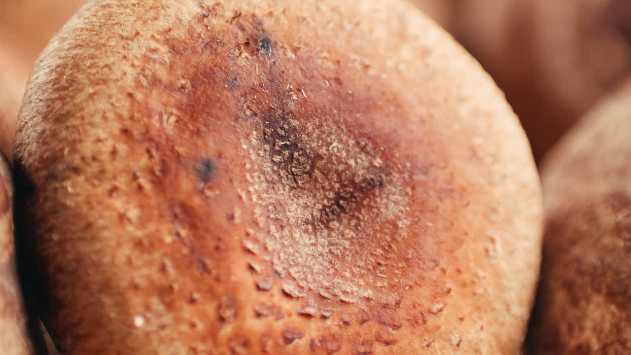 Close-up of Shiitake Mushrooms