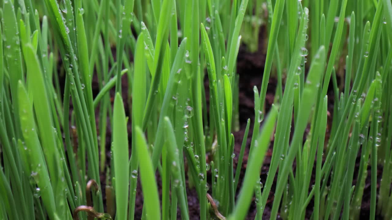 녹색 잔디 클로즈업 슈퍼 매크로 촬영.