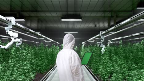 back view of asian marijuana researcher looking at green screen tablet and looking around while standing in the marijuana greenhouse with smart robotic farmers