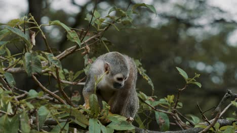 Squirrel-Monkey-In-Its-Natural-Habitat---close-up