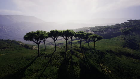 breathtaking landscape of lush greenery and towering trees in a misty valley