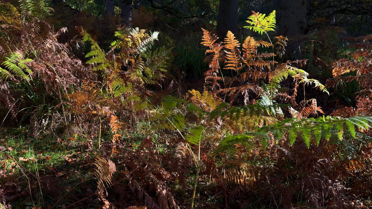 Orange, yellow, gold and green autumn colours of Common Fern plants sway in the wind in woodland, Warwickshire, England