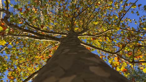 looking up at beautiful tree crown and branches seen from trunk