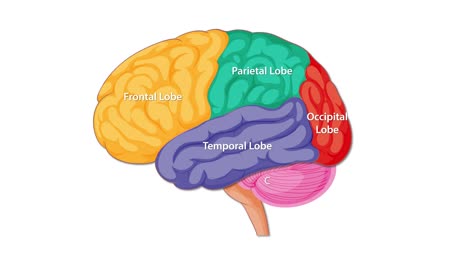 colorful animation sequentially highlights and labels major human brain lobes and structures, using flat vector illustration with smooth transitions and clear educational focus