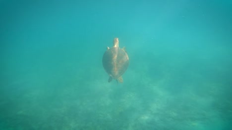 Underwater-Sea-Turtle-Swimming-up-for-air-in-Caribbean