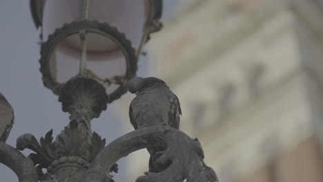 pigeon perched on ornate street lamp
