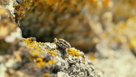 Un-Primer-Plano-Que-Captura-Los-Intrincados-Detalles-Y-Patrones-De-La-Piel-De-Un-Lagarto-Mientras-Disfruta-Del-Calor-En-Un-Terreno-Rocoso,-Rodeado-De-Colores-Naturales.