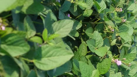 large soybean plantation fields green plants organic natural agriculture large soybean plantation fields green plants organic natural agriculture