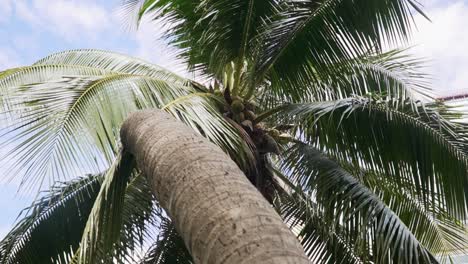 un árbol de palma de coco tropical que se eleva sobre