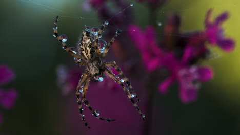 spider with water droplets on a web