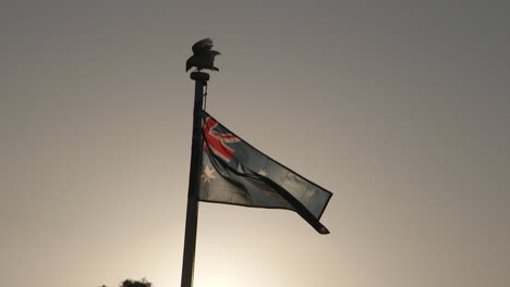 a white cockatoo landing and perched on top of an australian flag pole waving gently in the breeze with the harsh sun rising or falling behind