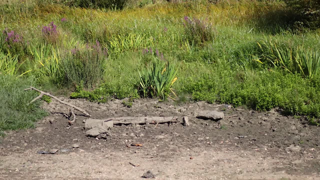 un jardín pacífico con exuberante vegetación