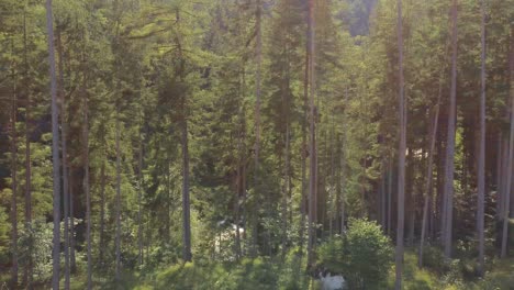 sideways aerial shot of austrian forest, vibrant sunshine summer landscape