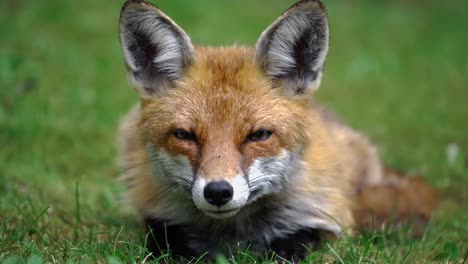 close up shot of attentive red fox sitting in grass in the golden light