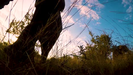 A-low-angle-shot-of-a-family-of-Elephants-following-through-the-African-bush