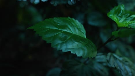 macro slow motion shot of a green jagged leaf with out of focus leaves and plants behind it in shadows