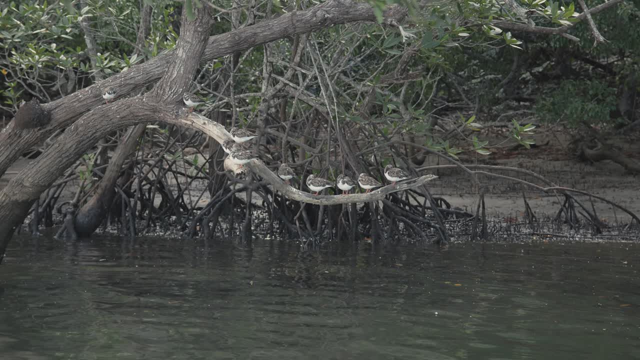 Group of ruddy turnstones (Arenaria interpres) resting on curved branch above water near mangrove trees