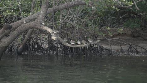 group of ruddy turnstones (arenaria interpres) resting on curved branch above water near mangrove trees