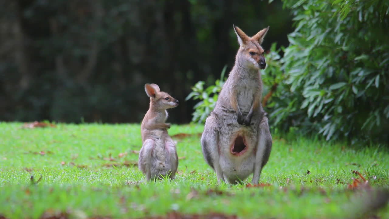 buena filmación de una madre canguro wallaby con un bebé en la bolsa 3