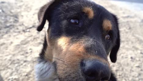 a close up shot of a black himalayan dog waiting for food