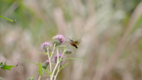 burnt-spot hummingbird hawkmoth feeding on thistle flower